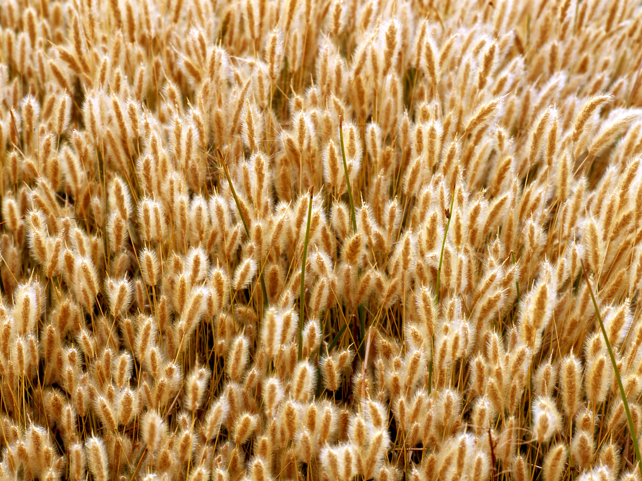 #020730-1 - Cat Tail Grasses, Mono Lake, California