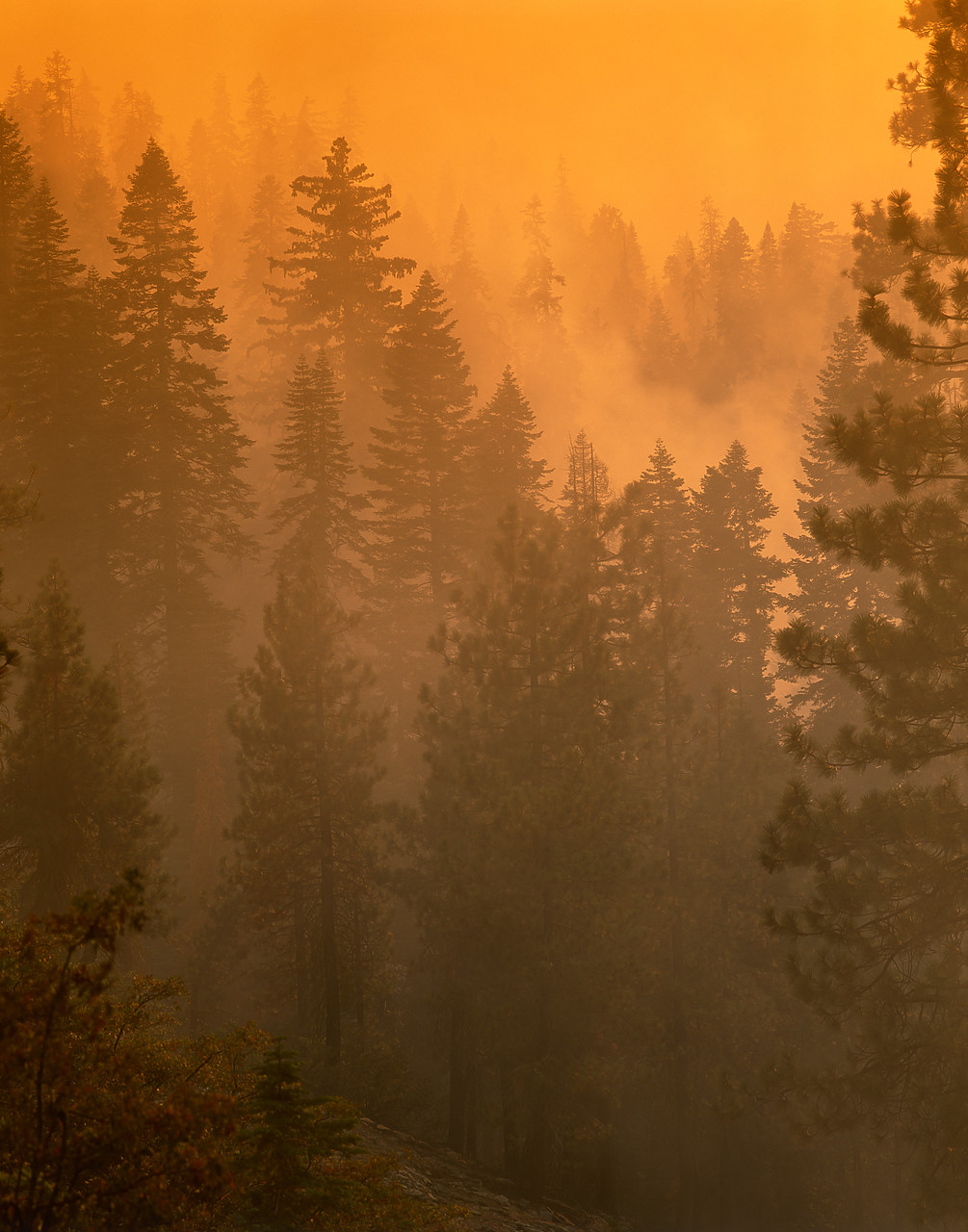 #020736-1 - Pine Trees in Forest Fire, Yosemite National Park, California, USA