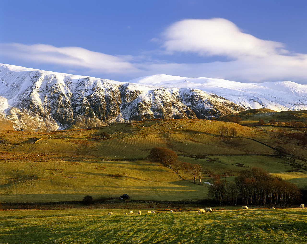 #030031-1 - Sheep Grazing below Snow Covered Clough Head, Lake District National Park, Cumbria, England