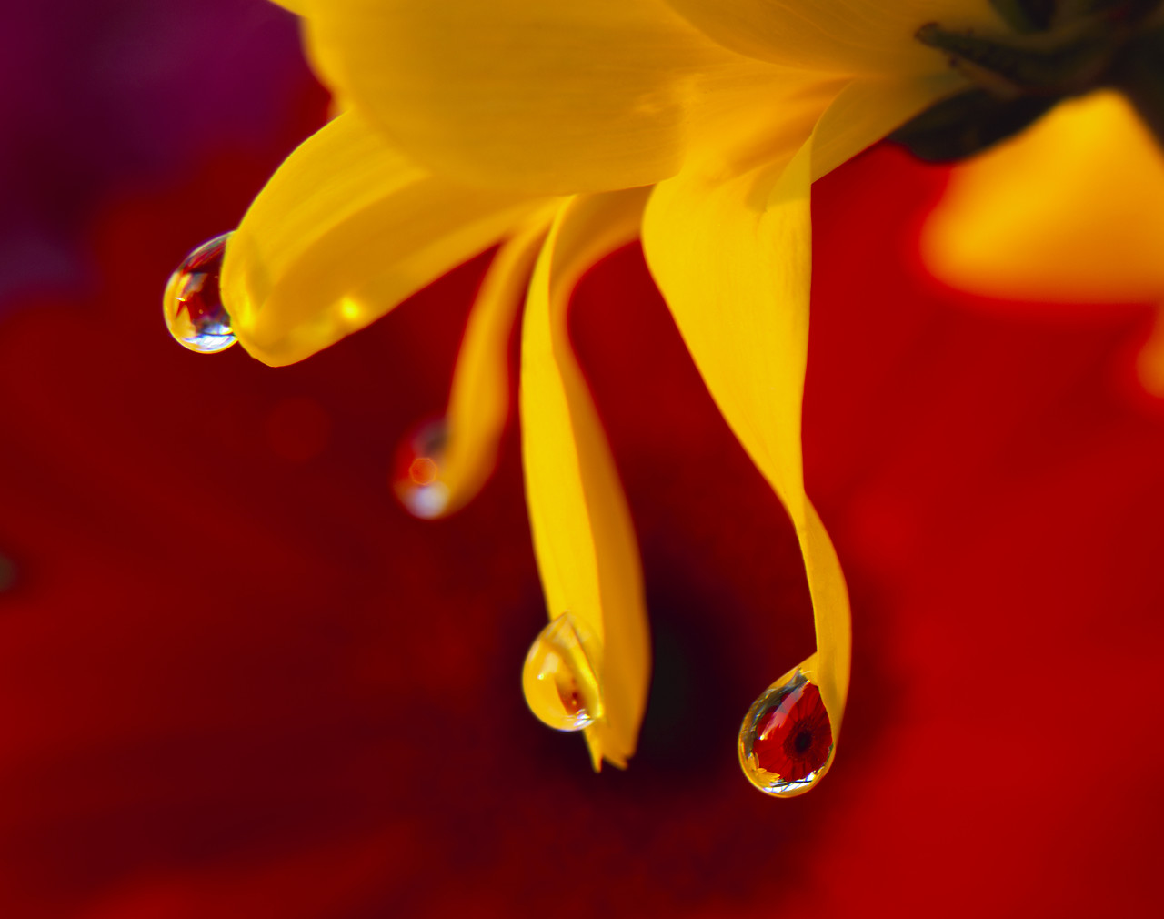 #030056-1 - Flower Reflected in Dew Drop, Norwich, Norfolk, England