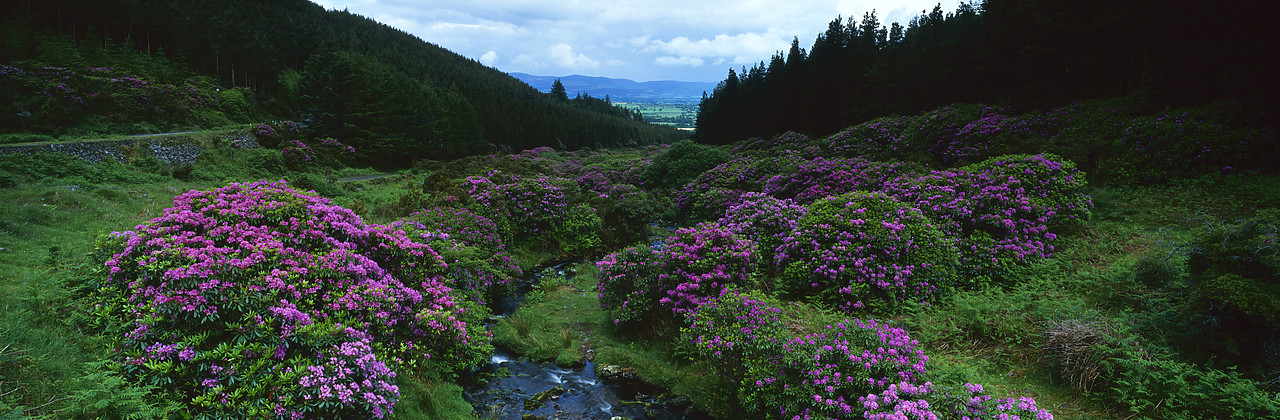 #030071-1 - Wild Rhododendrons in Knockmealdown Mountains, Co. Tipperary, Ireland