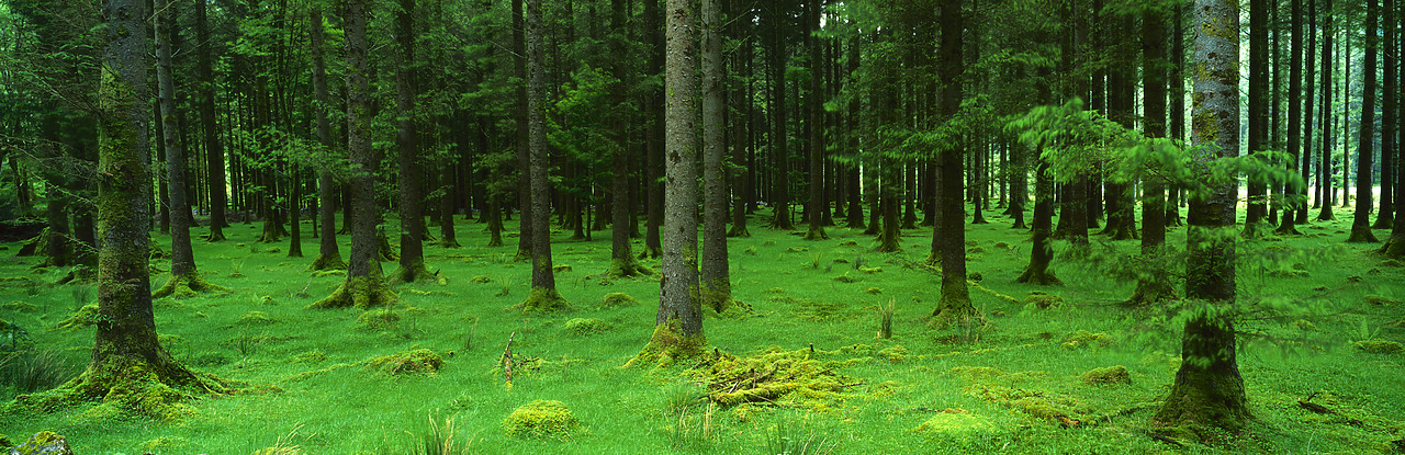 #030088-1 - Pine Forest, Gaugane Barra Forest Park, Co. Cork, Ireland