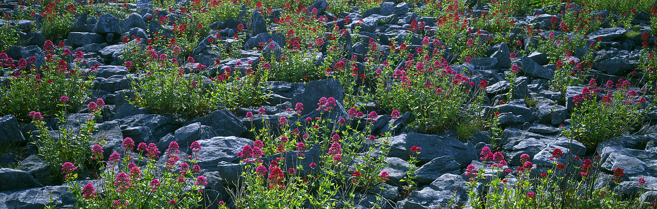 #030107-2 - Limestone & Red Valerian, The Burren, Co. Clare, Ireland