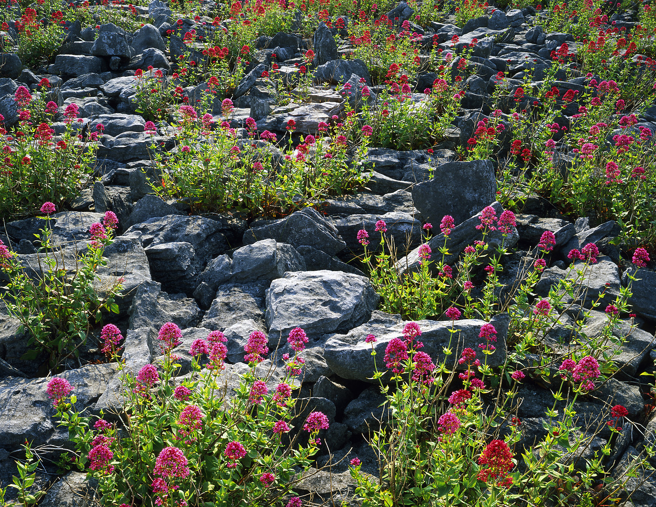 #030107-8 - Limestone & Red Valerian, The Burren, Co. Clare, Ireland