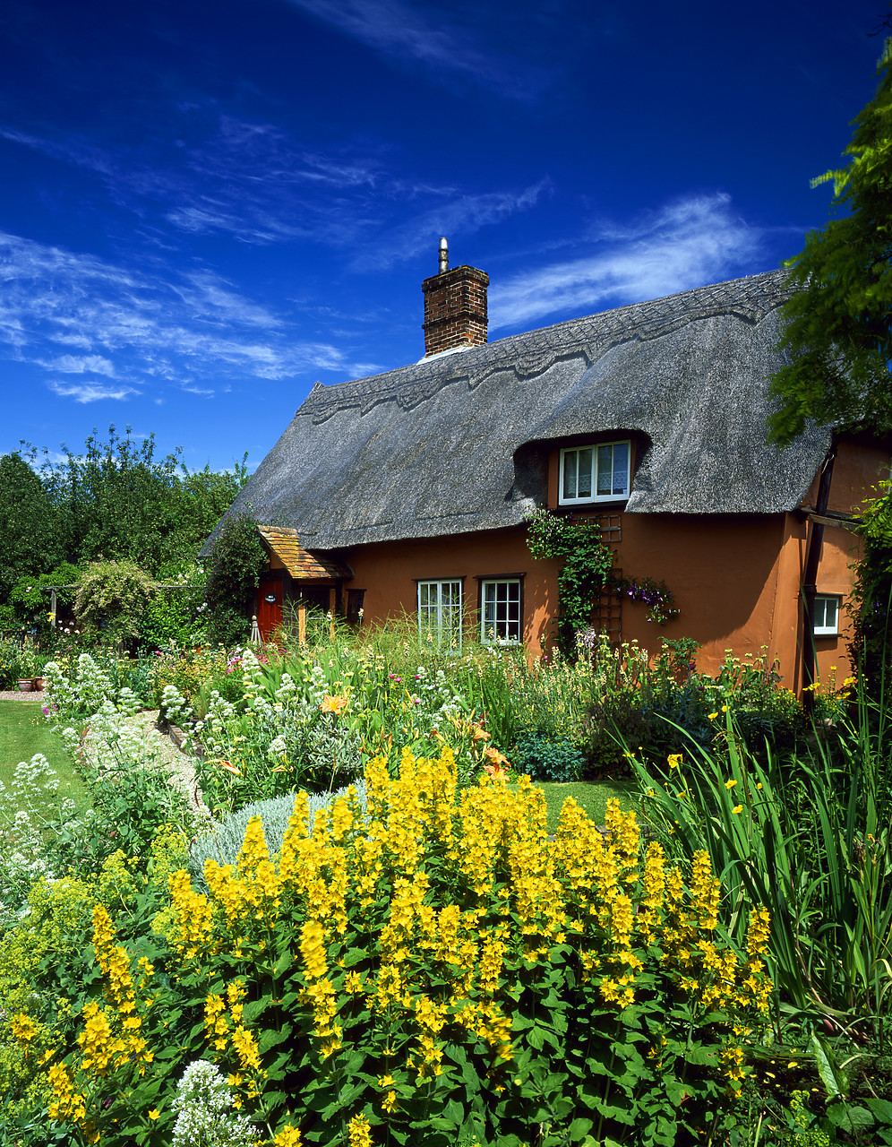 #030136-6 - Thatched Cottage & Garden, Suffolk, England