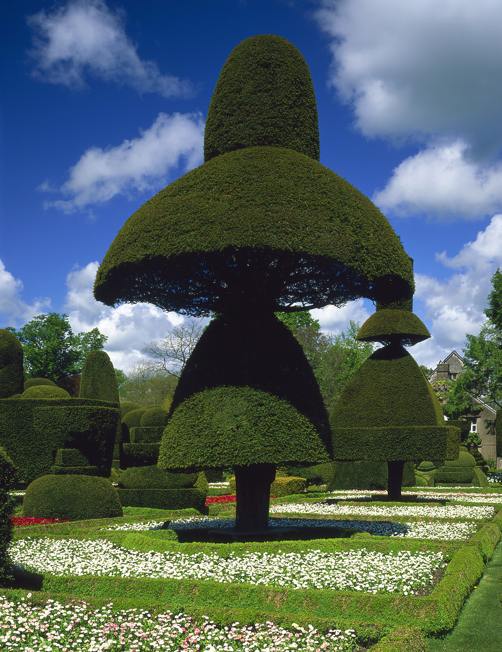 #030141-4 - Topiary Gardens, Levens Hall, Cumbria, England