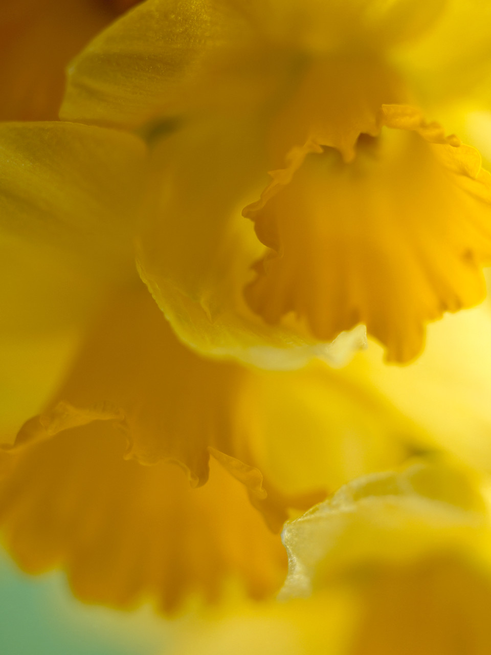 #030174-1 - Daffodils, Norfolk, England