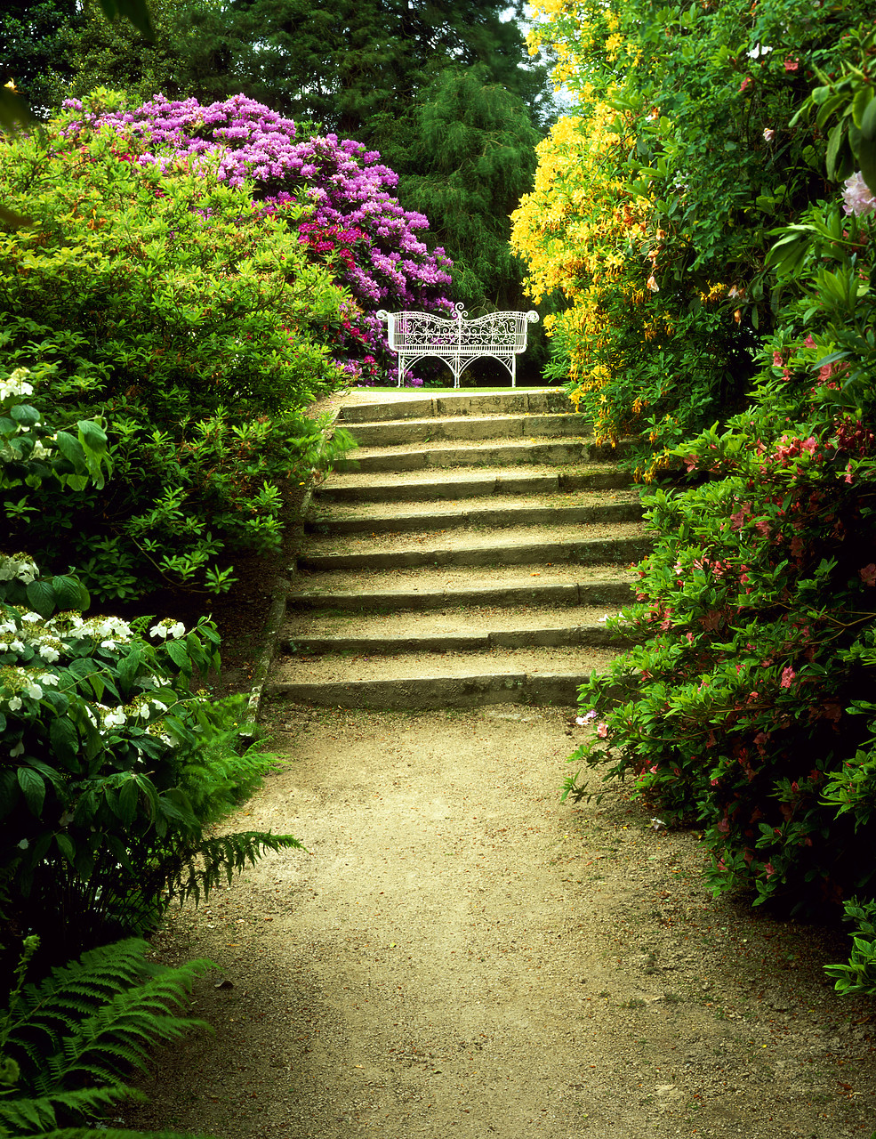 #030196-5 - Hare Hill Gardens in Spring, near Prestbury, Cheshire England