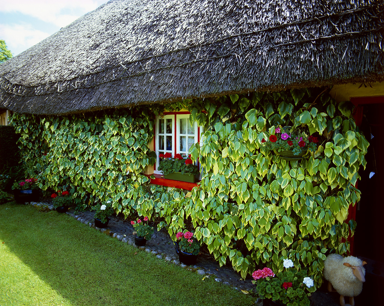 #030242-2 - Ivy Covered Thatch Cottage, Adare, County Limerick, Ireland