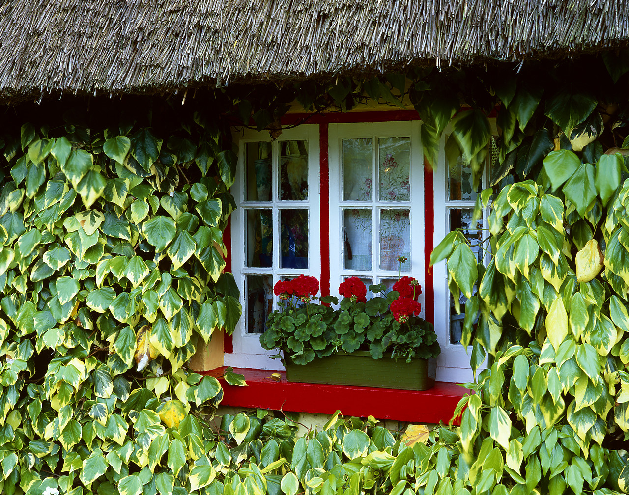 #030243-3 - Ivy Covered Thatch Cottage, Adare, County Limerick, Ireland