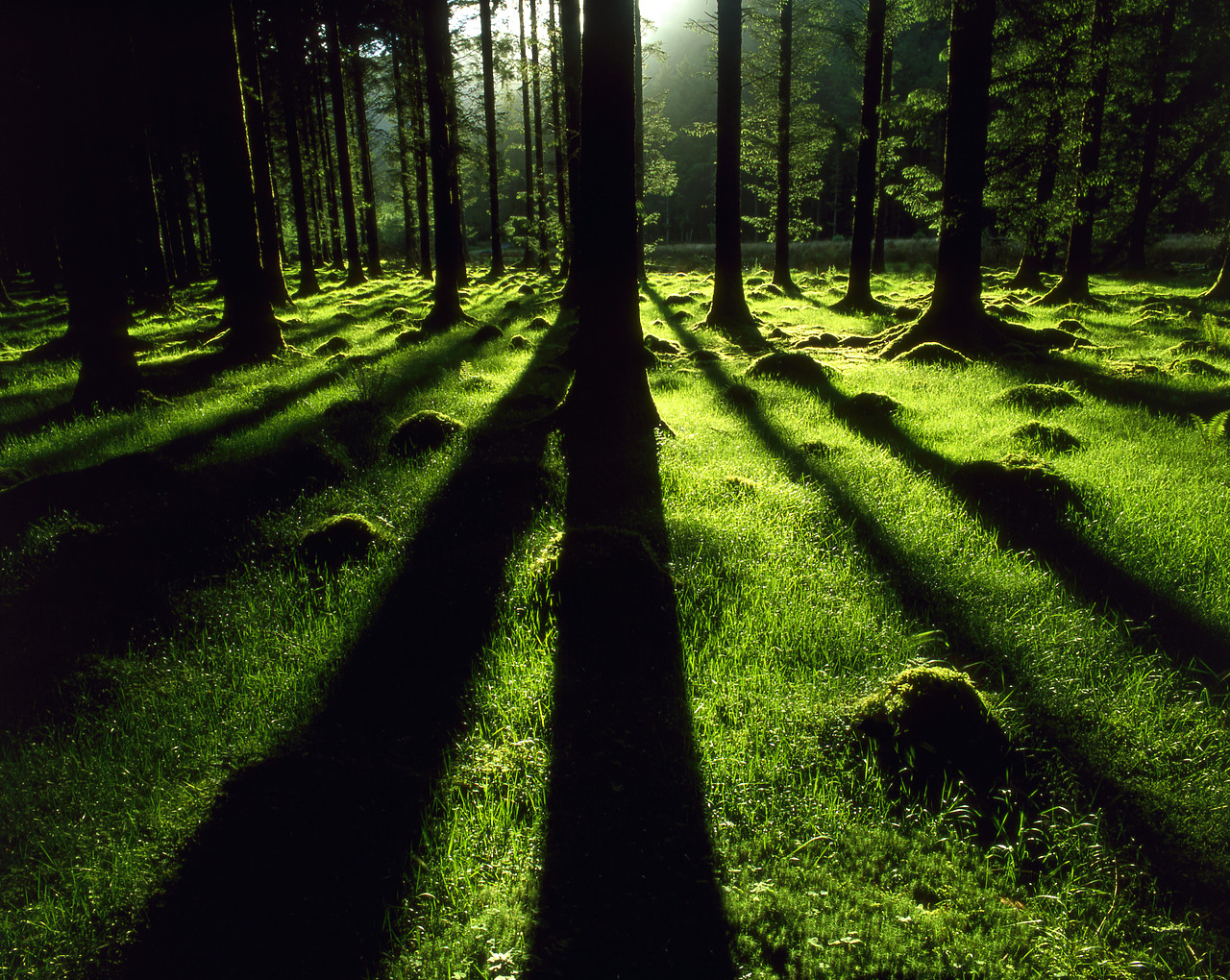 #030247-4 - Pine Forest Shadows, Gougane Barra, Co. Cork, Ireland