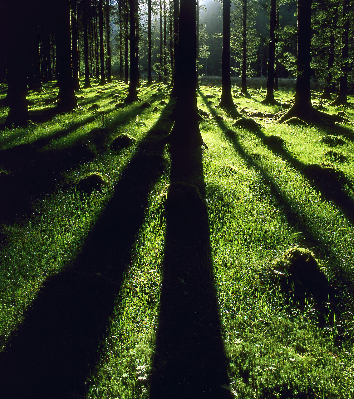 #030247-6 - Pine Forest Shadows, Gougane Barra Forest Park, Co. Cork, Ireland