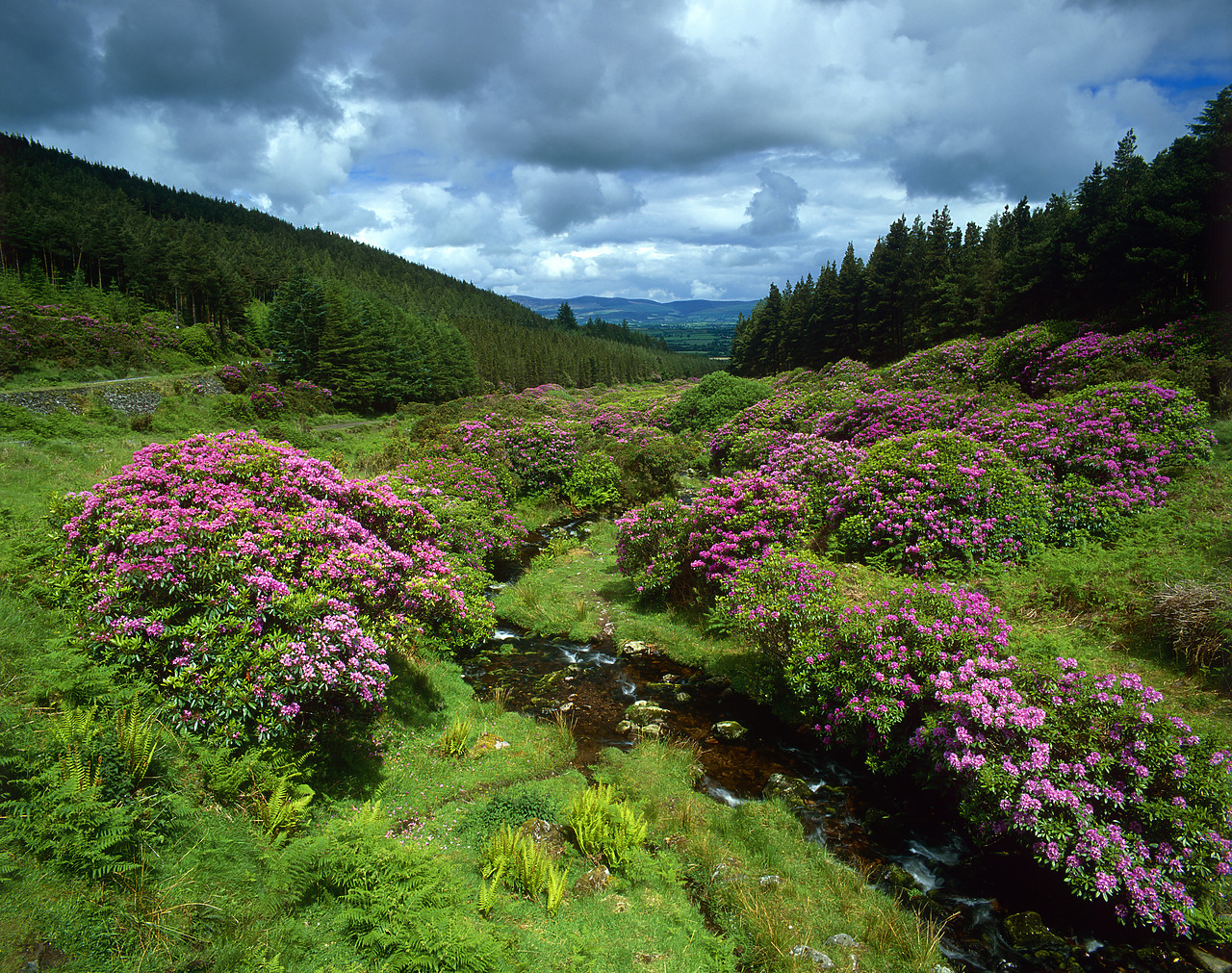 #030251-3 - Rhododendrons in Knockmealdown Mountains, Co. Tipperary, Ireland