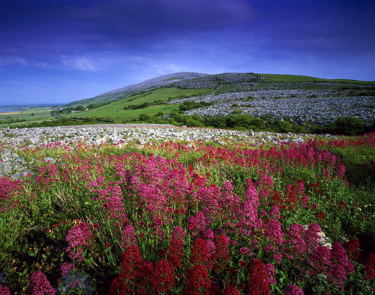 #030260-2 - Red Valerian, The Burren, Co. Clare, Ireland