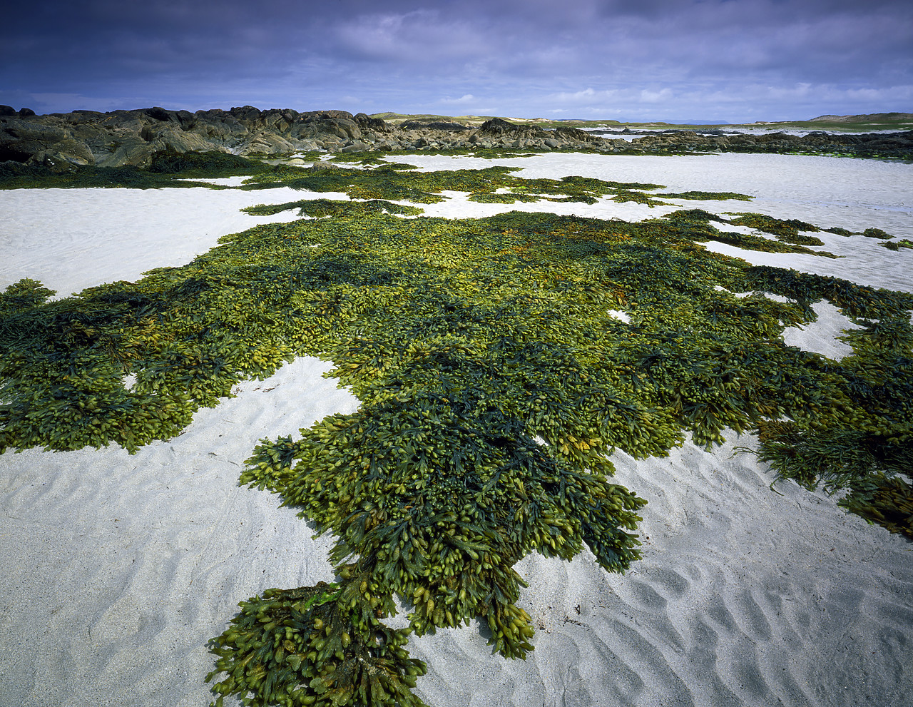 #030280-2 - Bladderwrack Sea Weed on Beach, Doonloughan, Co. Galway, Ireland