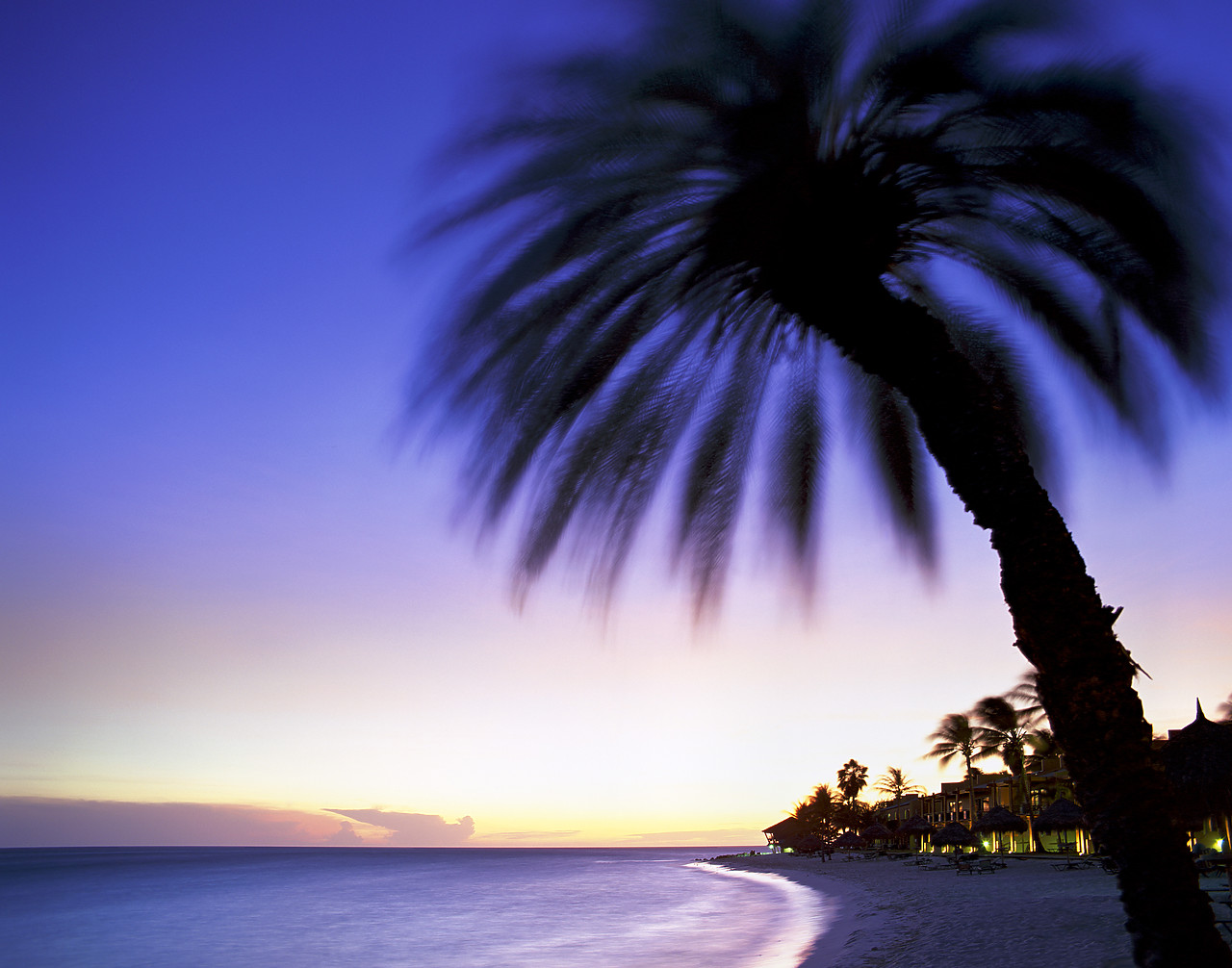 #030317-1 - Palm Tree at Sunset, Aruba, Lesser Antilles, Caribbean