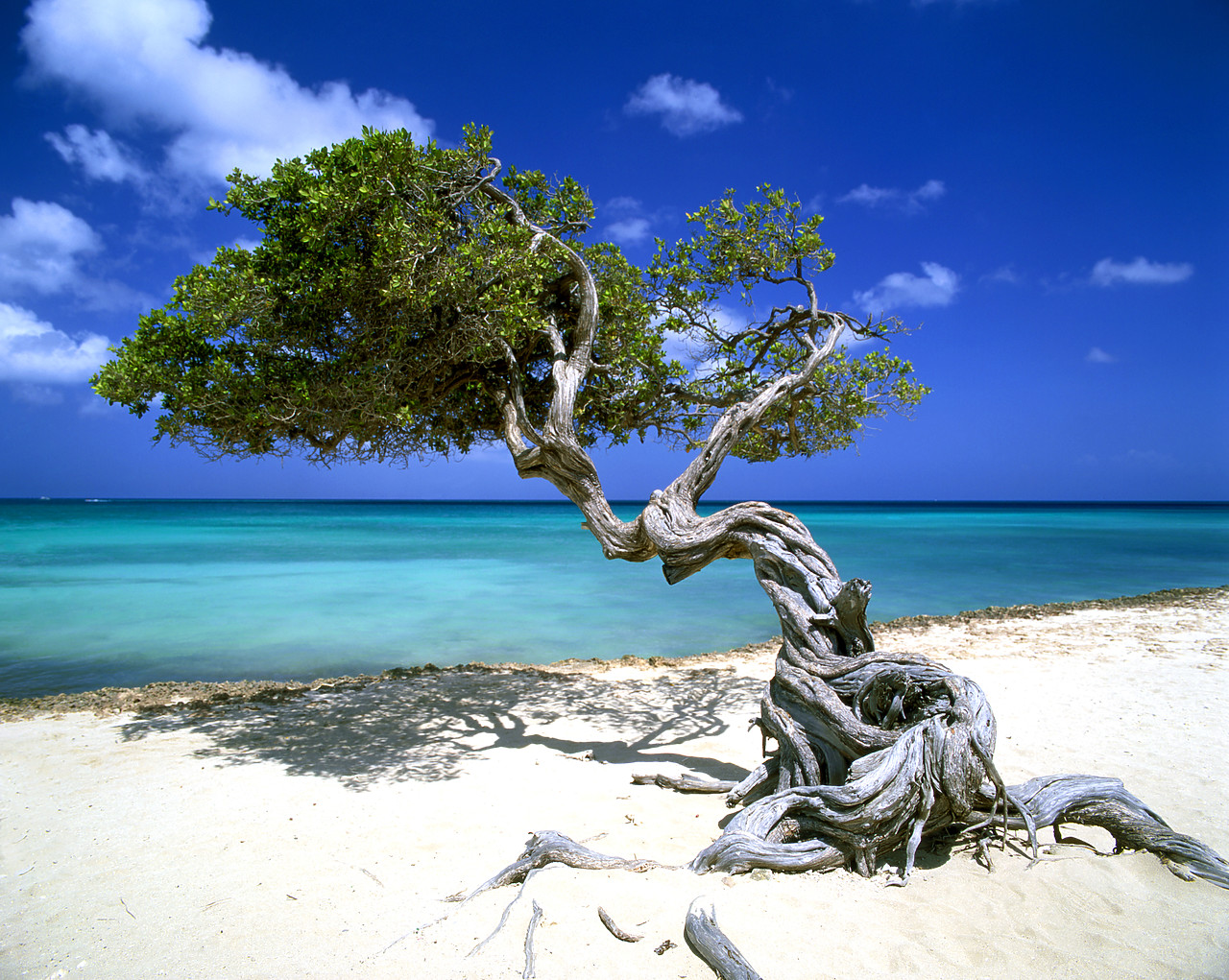 #030325-1 - Divi Divi Tree, Aruba, Lesser Antilles, Caribbean