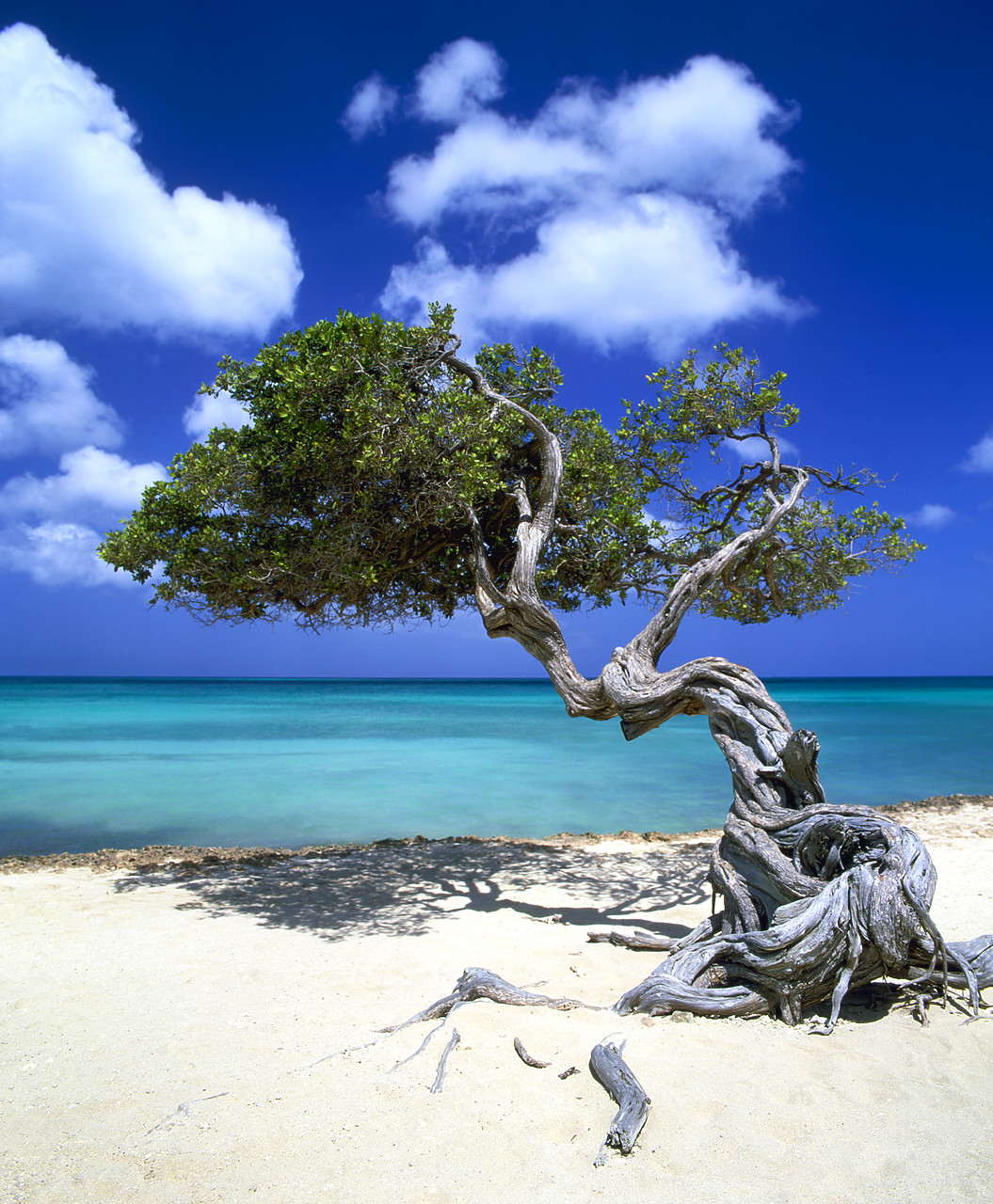 #030325-5 - Divi Divi Tree, Aruba, Lesse Antilles, Caribbean