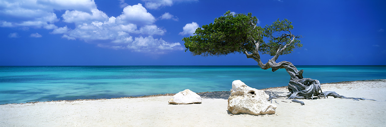 #030326-1 - Divi Divi Tree, Aruba, Lesser Antilles, Caribbean