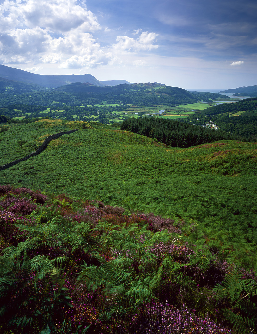 #030369-2 - View over Mawddach Estuary from Precipice Walk, Dolgellau, Gwynedd, Wales