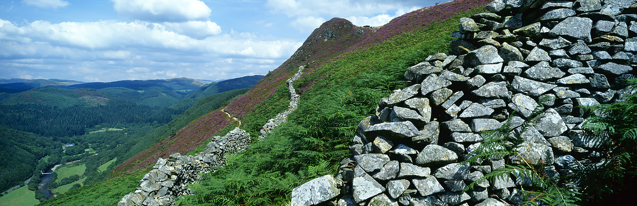 #030374-1 - View along Precipice Walk, Dolgellau, Gwynedd, Wales