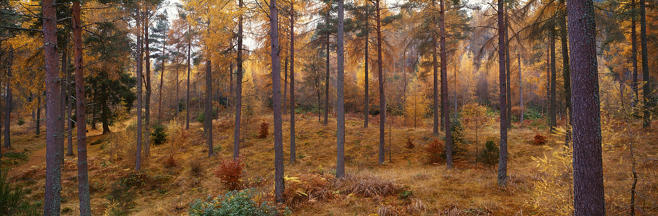 #030427-1 - Larch Wood in Autumn, Pitlochry, Tayside Region, Scotland