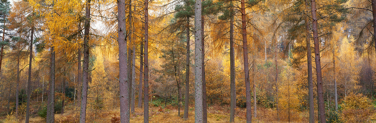 #030428-2 - Larch Wood in Autumn, Pitlochry, Tayside Region, Scotland