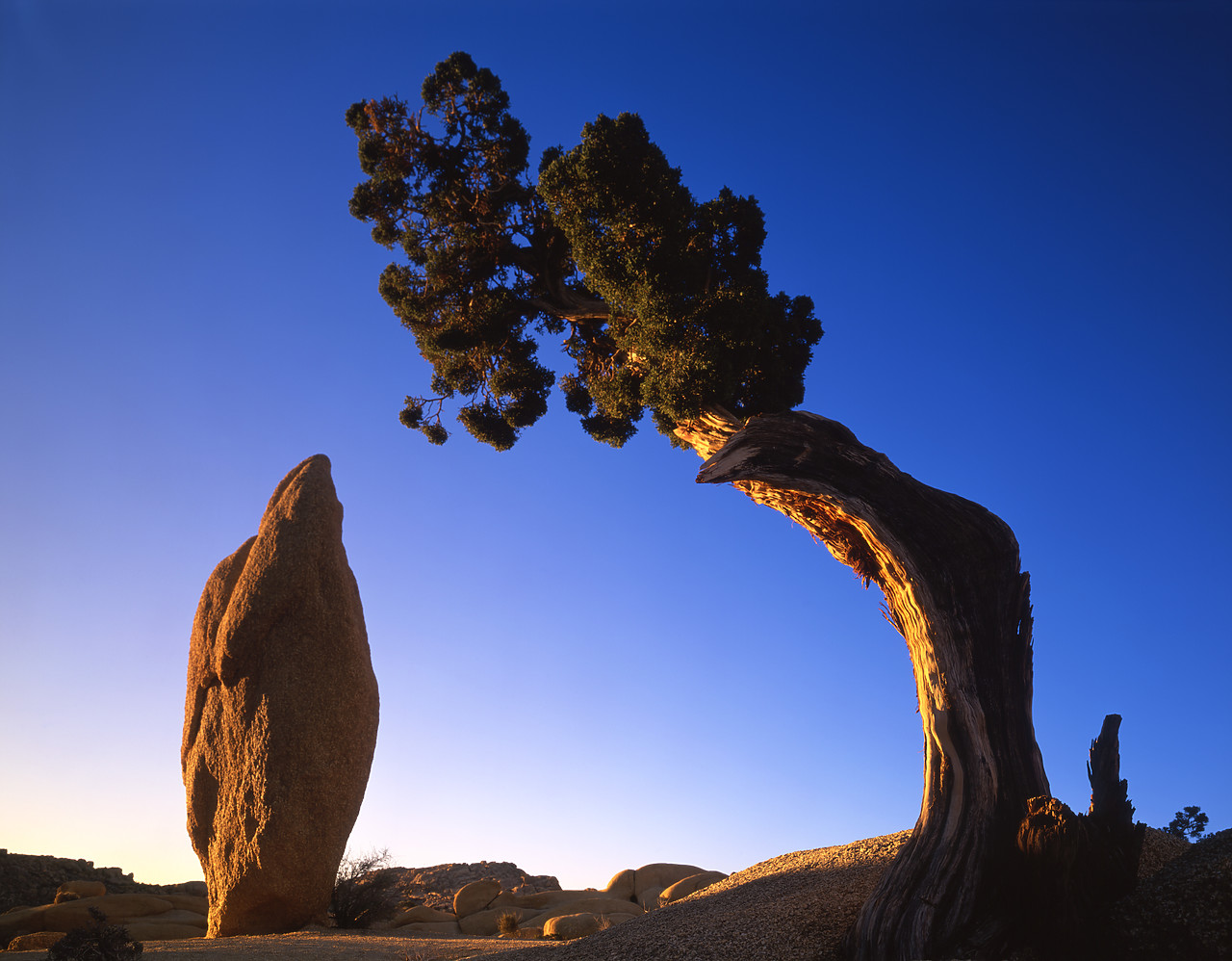 #040015-1 - Juniper Tree framing Boulder, Joshua Tree National Park, California, USA