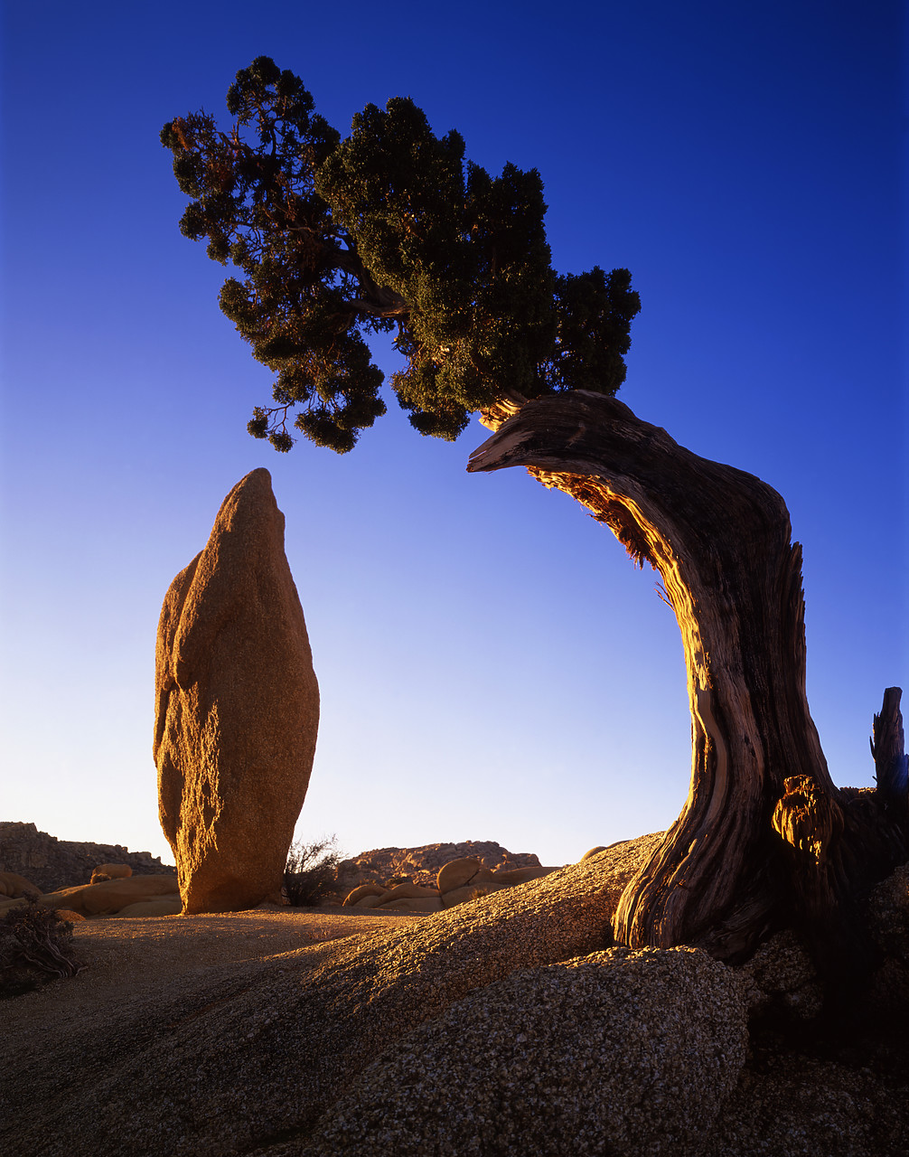 #040015-4 - Juniper Tree framing Boulder, Joshua Tree National Park, California, USA