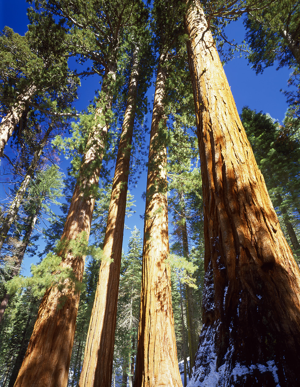#040033-1 - Giant Sequoia, Yosemite National Park, California, USA