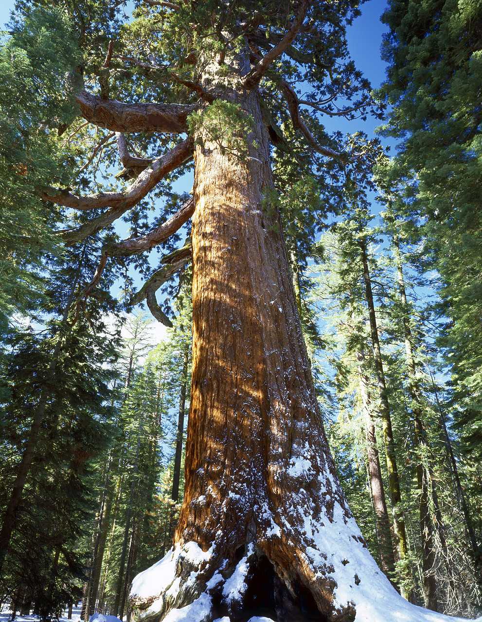 #040034-2 - Giant Grizzley Sequoia in Winter, (Oldest Tree in Park) Yosemite National Park, California, USA