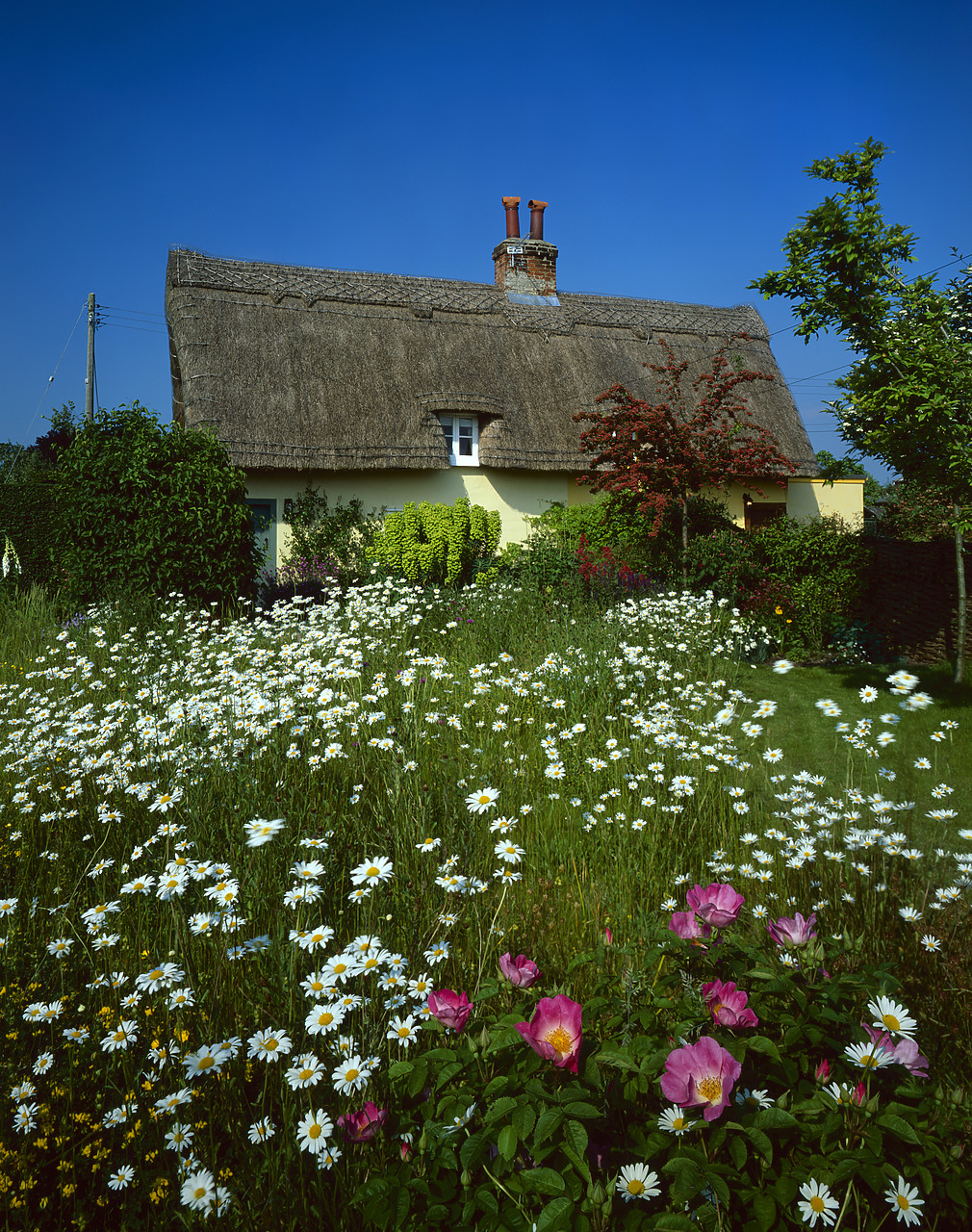 #040131-7 - Thatched Cottage, Suffolk, England