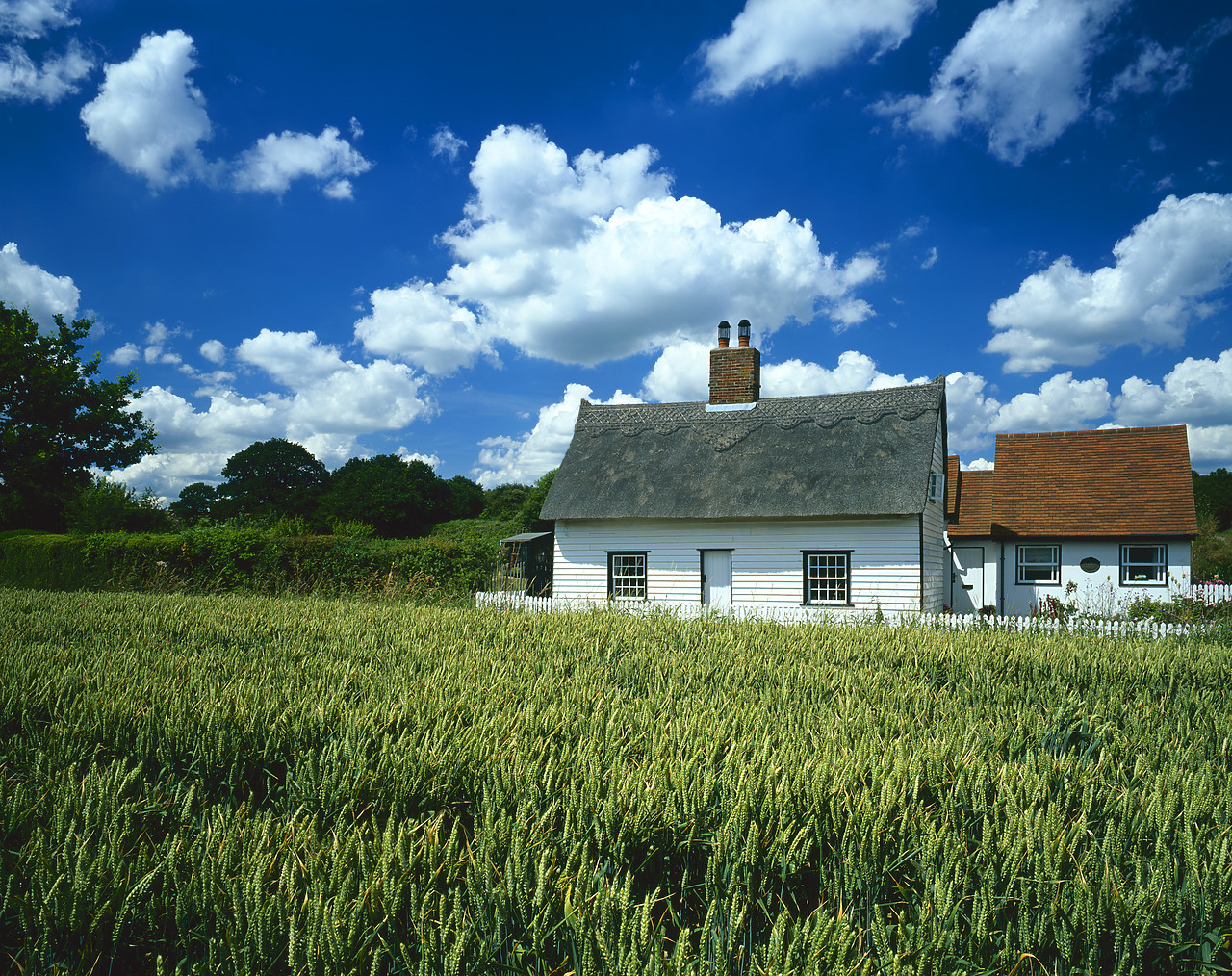 #040159-3 - Thatched Cottage & Field of Wheat, near Wissington, Suffolk, England