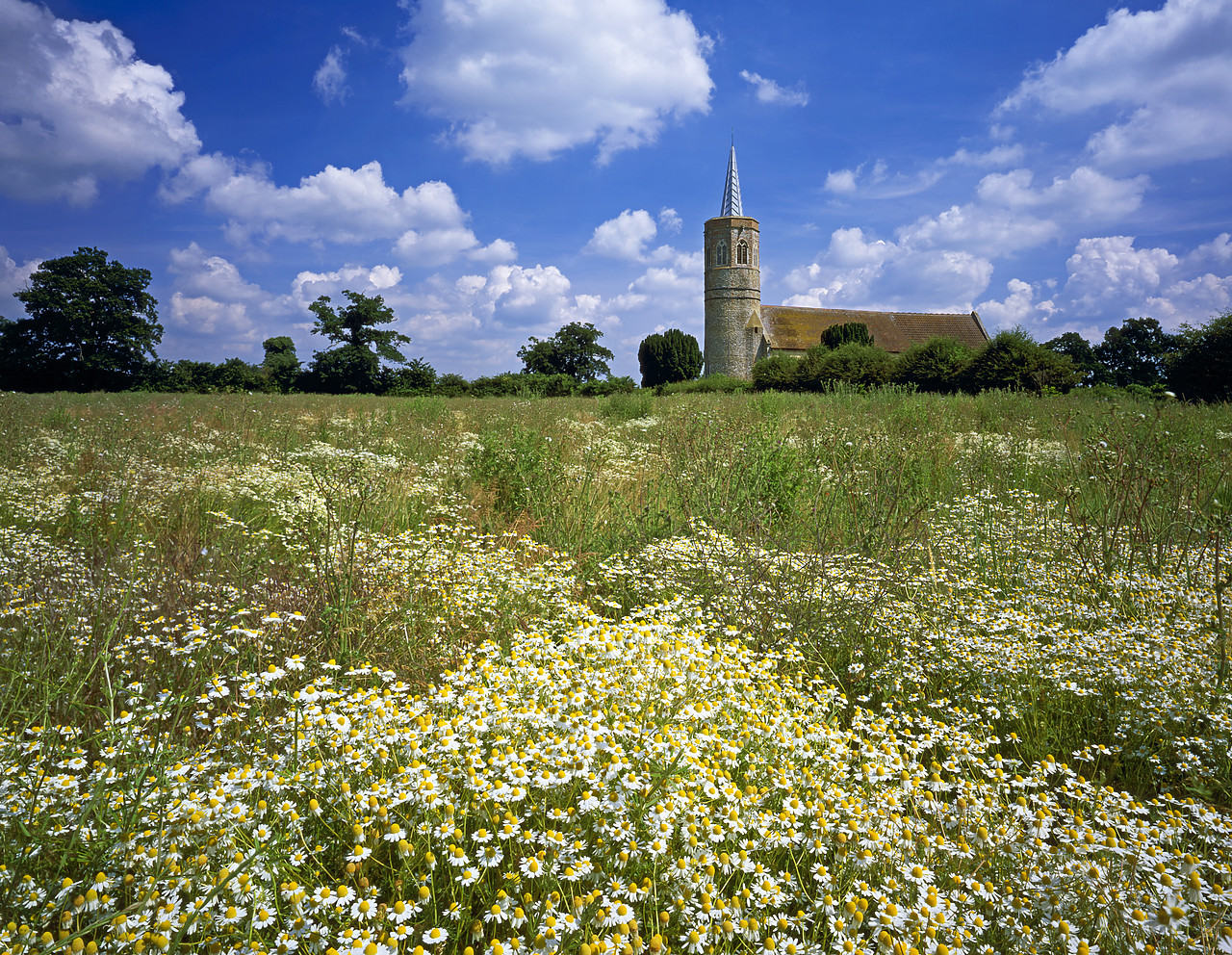 #040214-4 - Saxon Church in Field of Chamomile, Shimpling, Norfolk, England