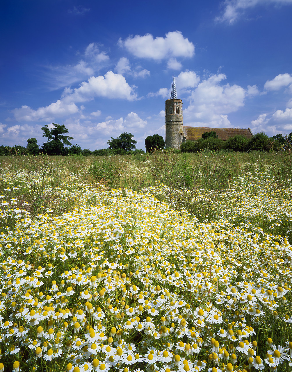 #040214-6 - Church and Field of Chamomile, Shimpling, Norfolk, England
