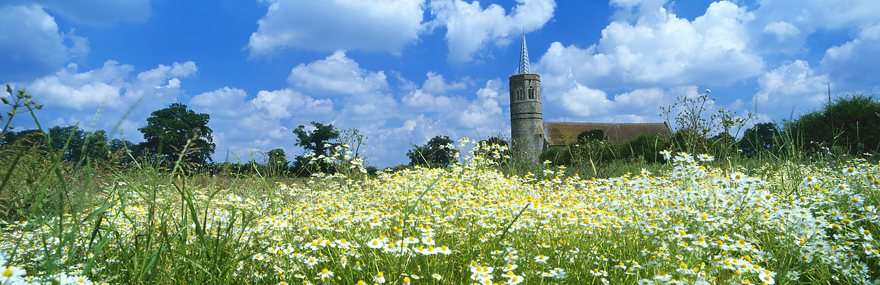 #040215-1 - Church & Field of Chamomile, Shimpling, Norfolk, England