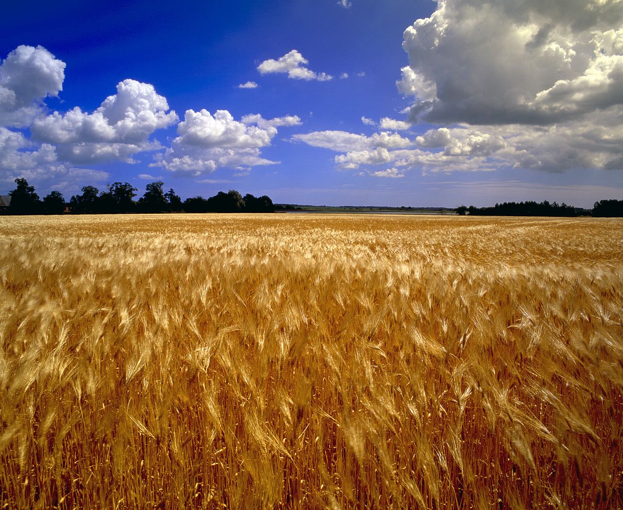 #040216-1 - Field of Barley, Snape, Suffolk, England