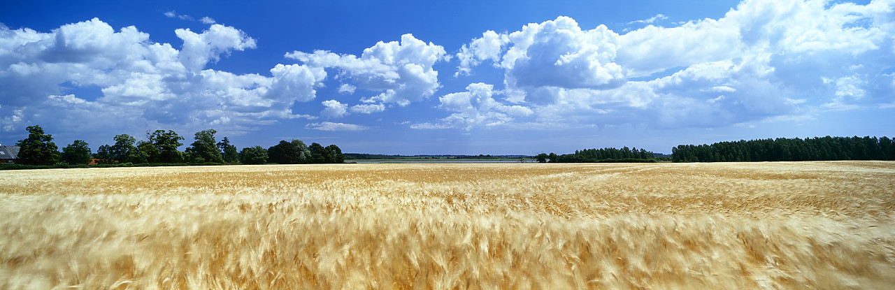 #040218-2 - Field of Barley, Snape, Suffolk, England