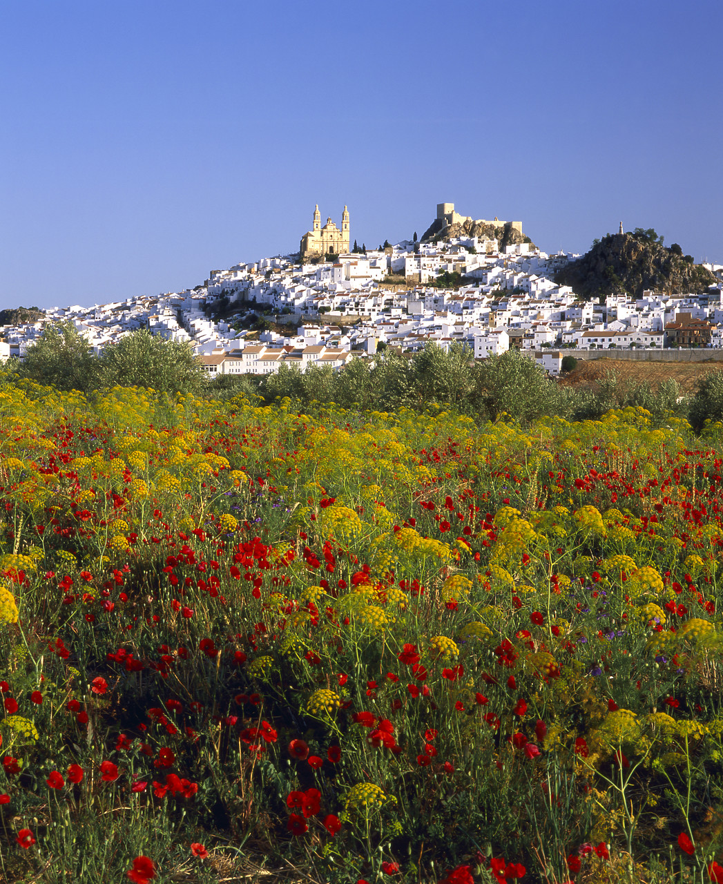 #050093-10 - Olvera & Field of Wildflowers, Andalusia, Spain