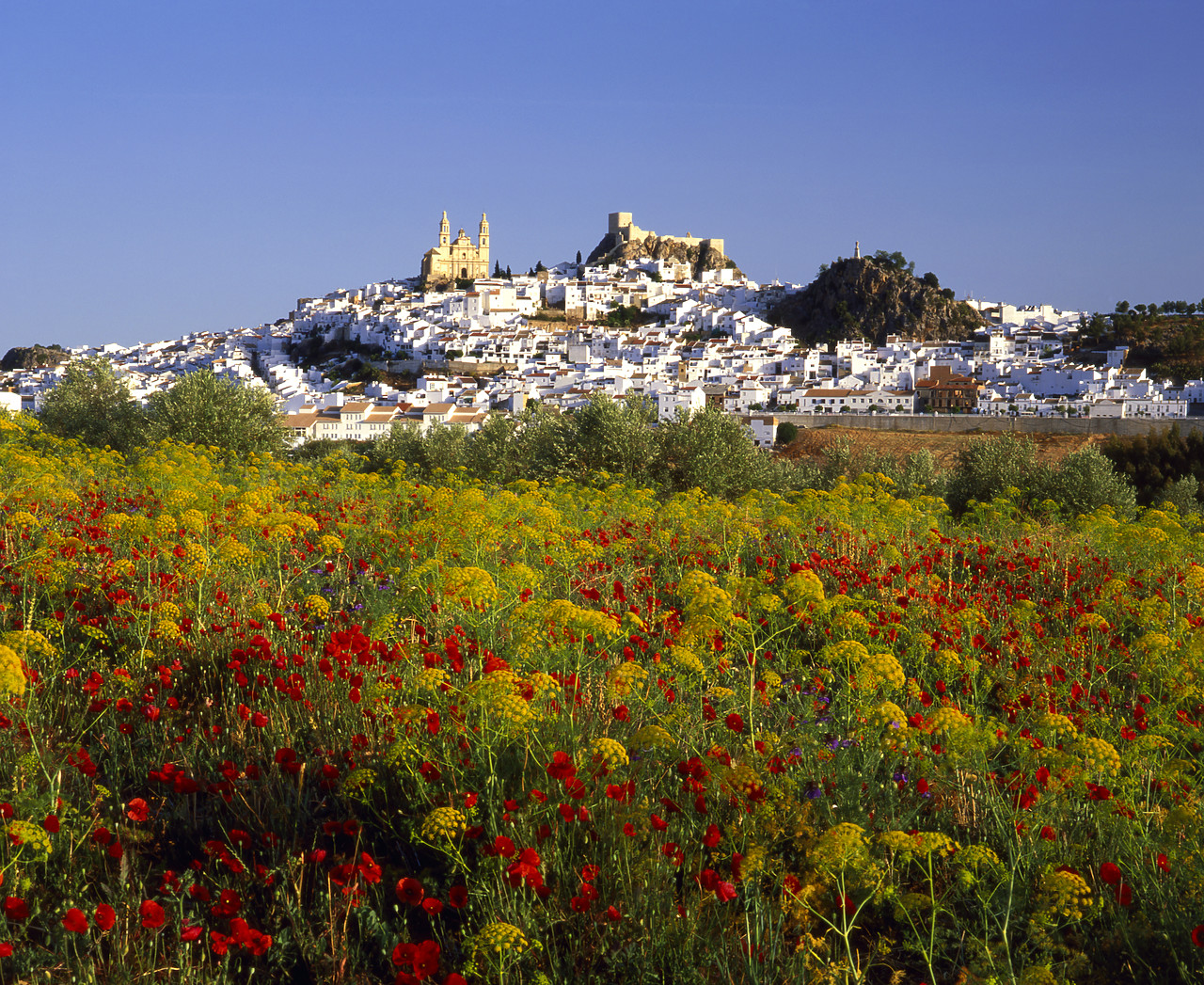 #050093-9 - Olvera & Field of Wildflowers, Andalusia, Spain