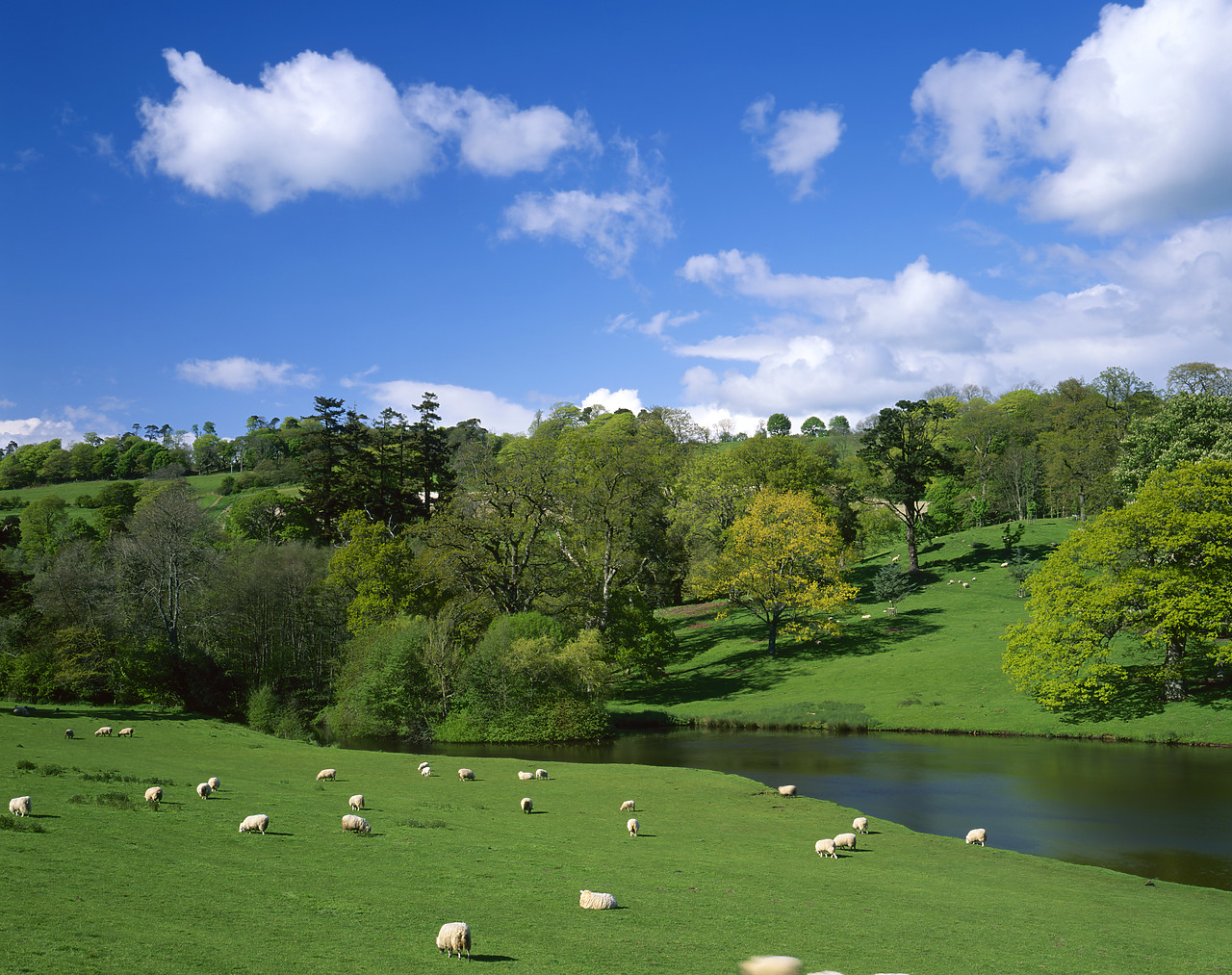 #050134-2 - Sheep Grazing along River Cerne, Minterne Magna, Dorset, England