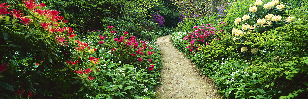#050137-2 - Path through Spring Garden, Minterne Magna Gardens, Dorset, England