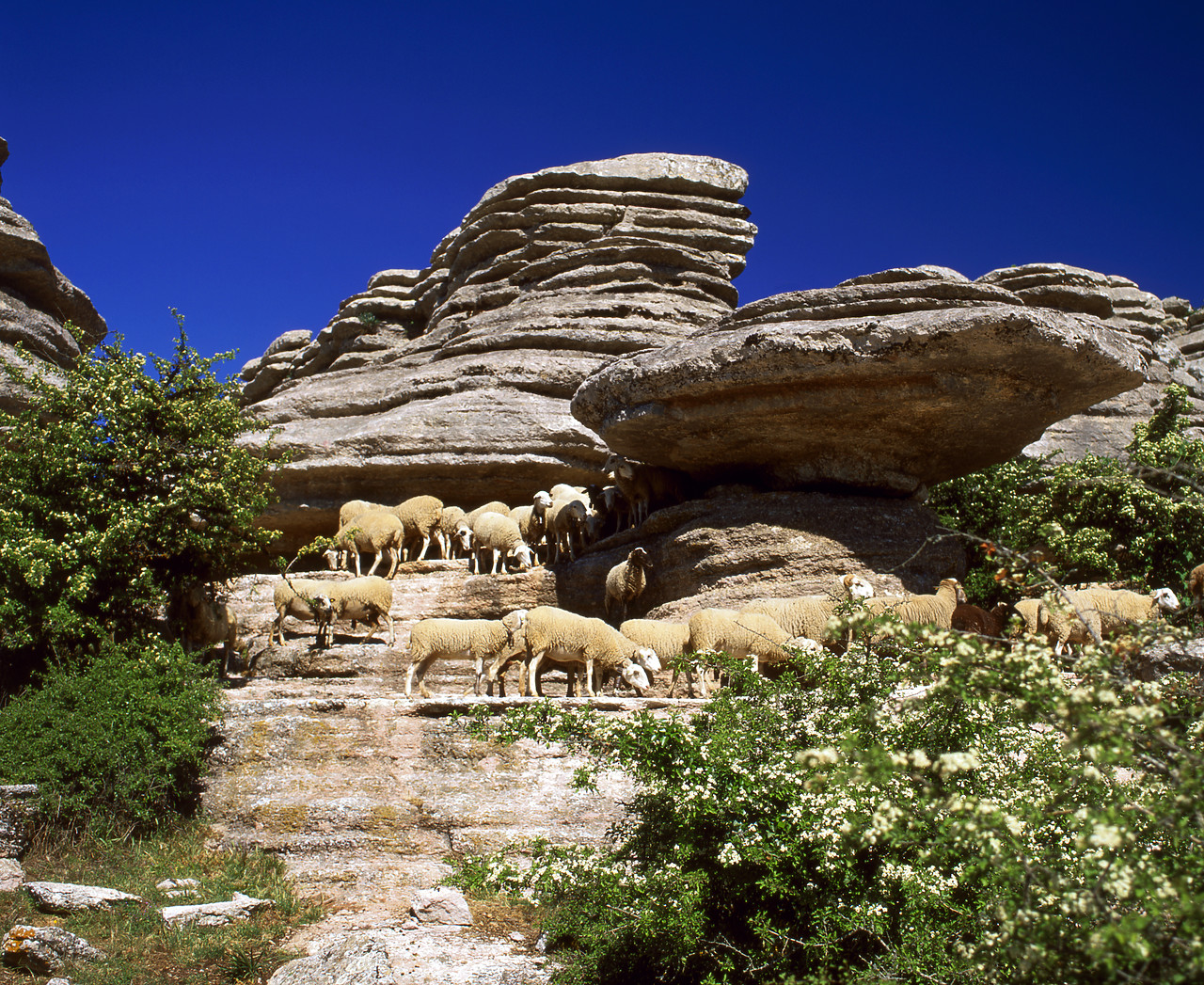 #050176-1 - Sheep Grazing in Unusual Rock Formations, El Torcal, Andalusia, Spain