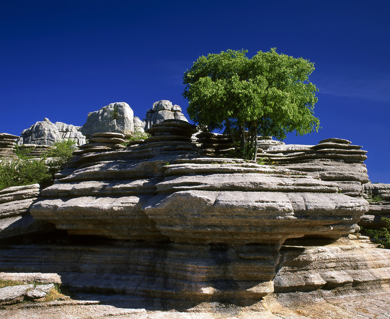 #050177-1 - Tree Growing out of Rock, El Torcal, Andalusia, Spain