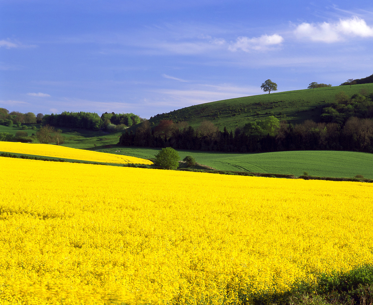 #050189-4 - Field of Rape, East Meon, Hampshire, England