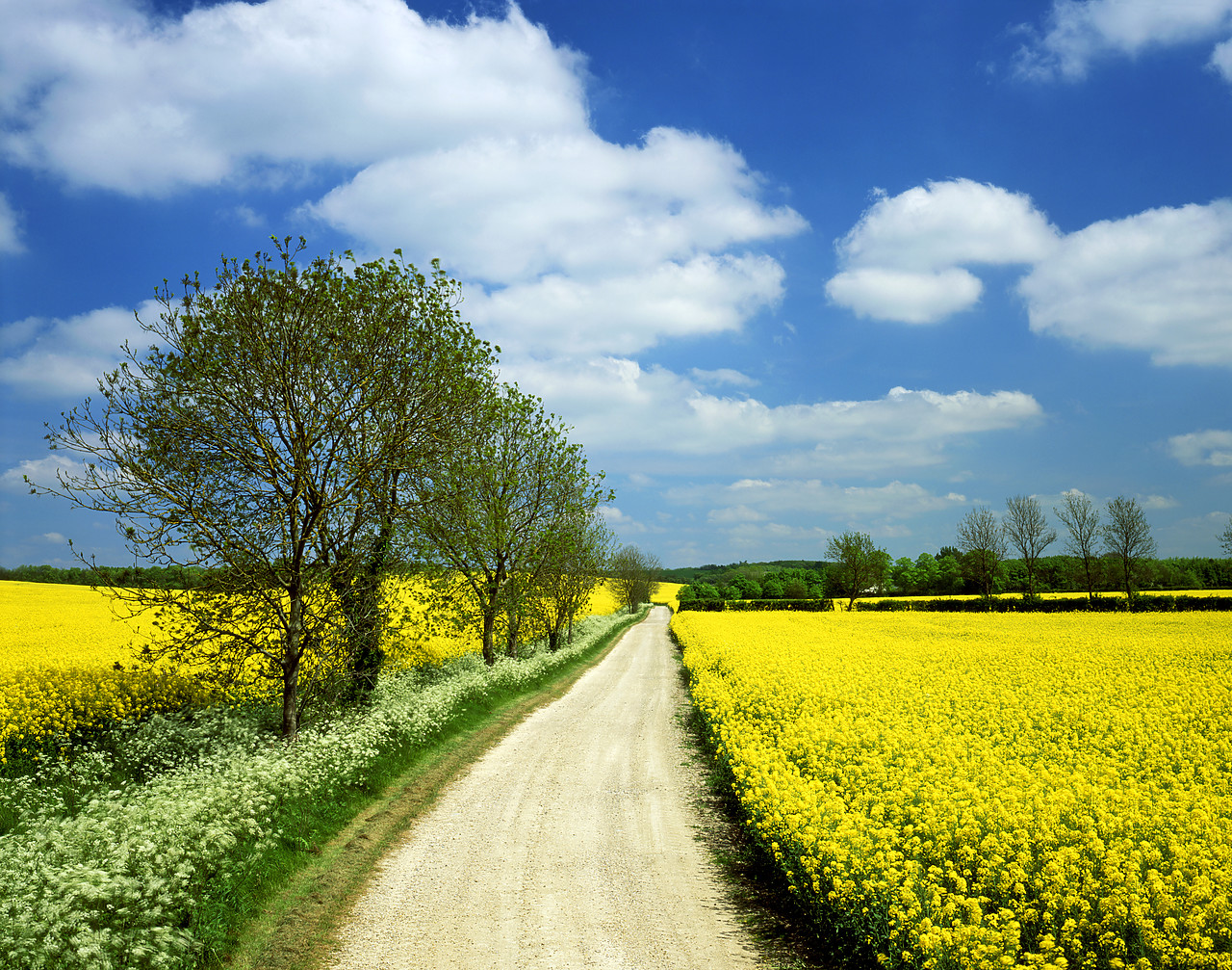 #050204-3 - Road through Fields of Oilseed Rape, near Barrington, Cambridgeshire, England