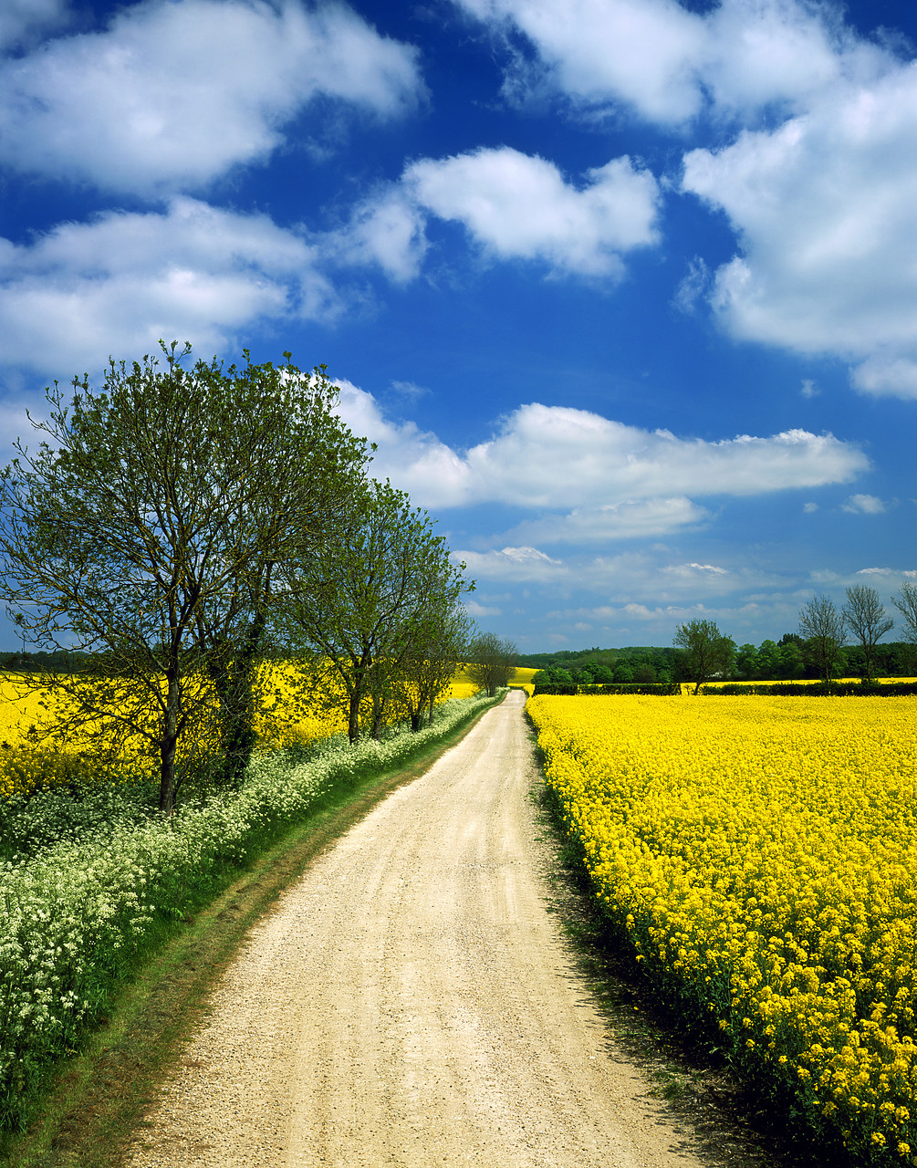 #050204-4 - Road through Fields of Oilseed Rape, near Barrington, Cambridgeshire, England
