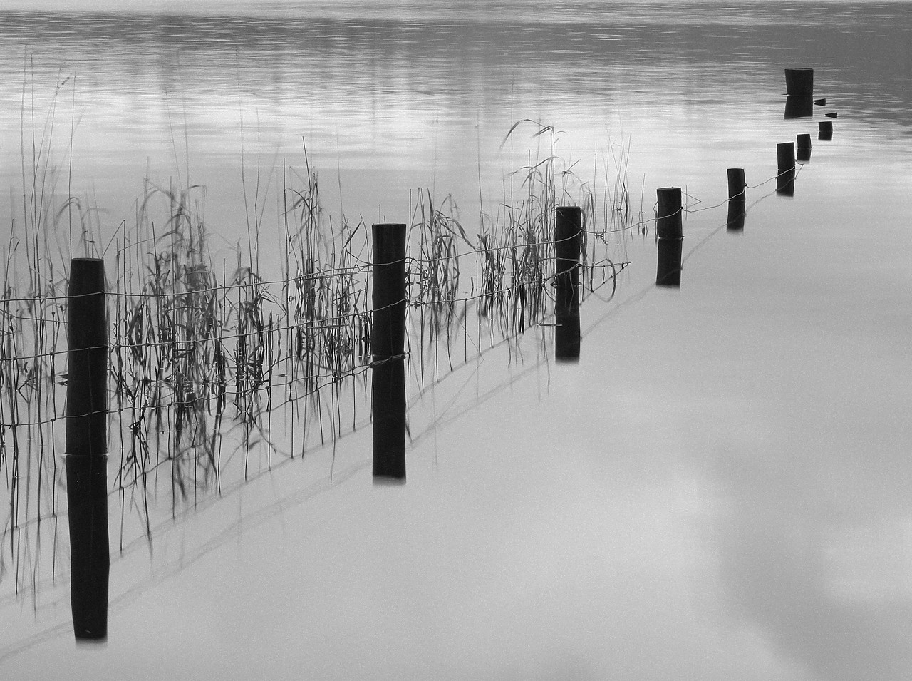 #050281-1 - Fence Posts in Derwent Water, Lake District National Park, Cumbria, England