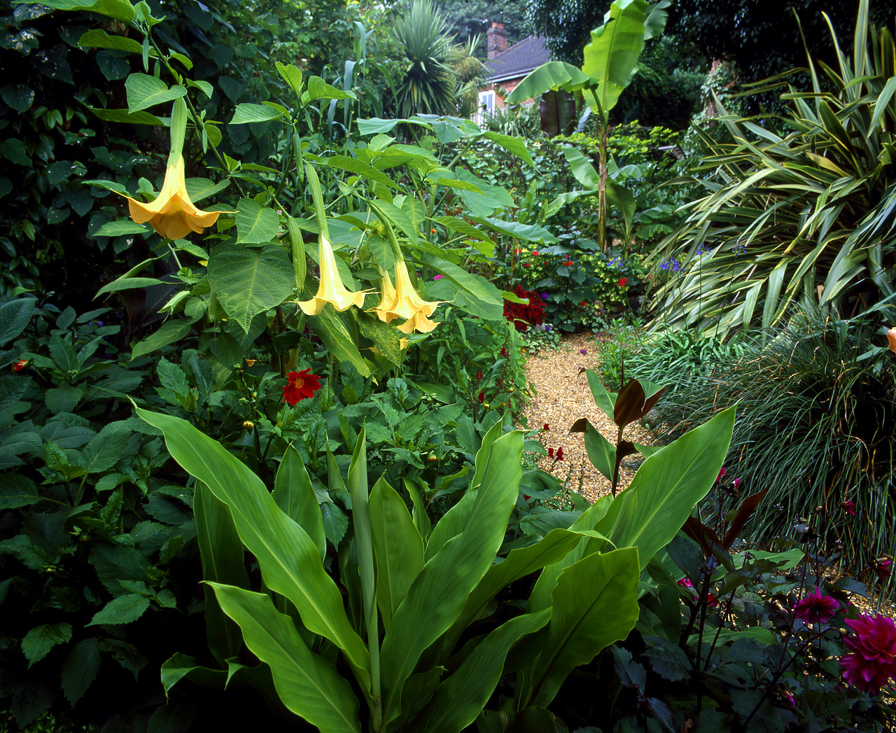 #050289-1 - The Exotic Garden, Norwich, Norfolk, England