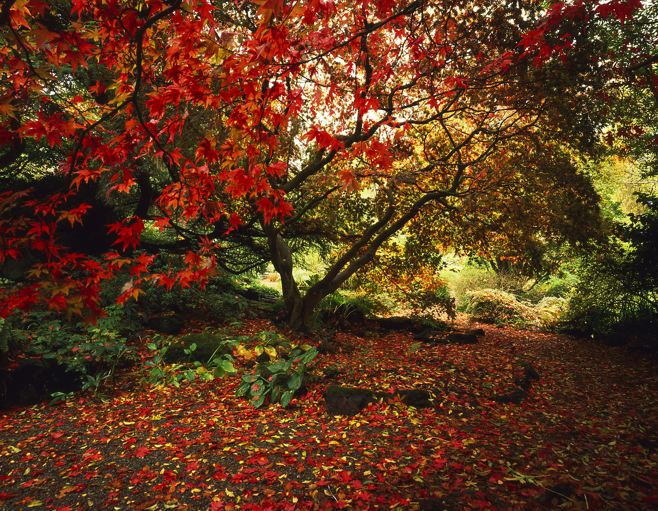 #050298-1 - Maple Tree in Autumn at Branklyn Gardens, Perth, Tayside Region, Scotland